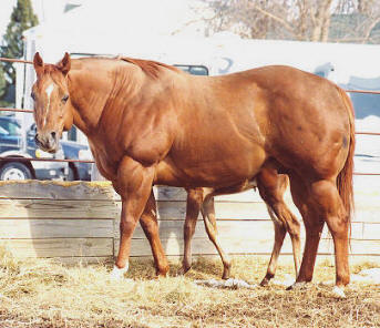 Equine steroids for sale